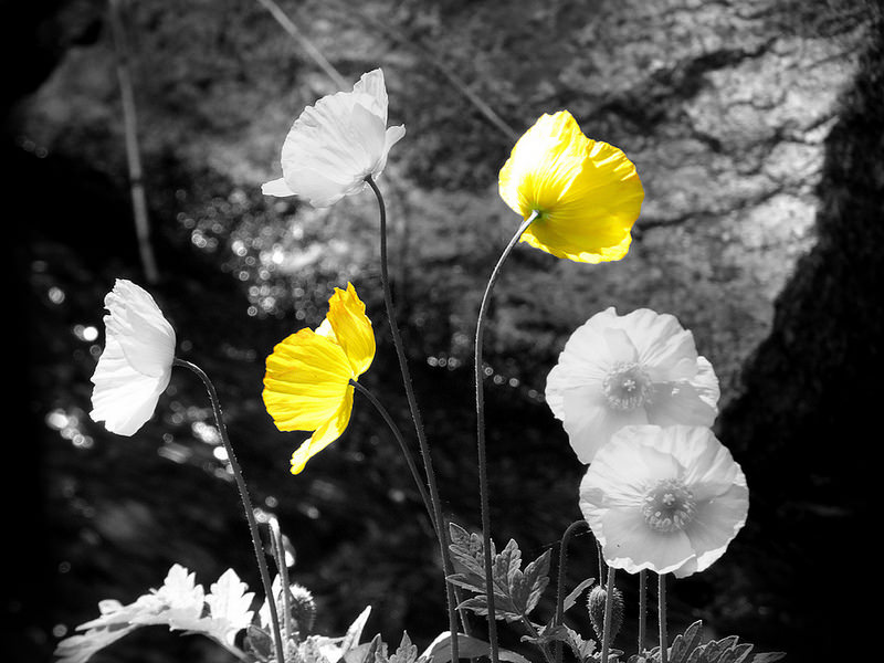 www facebook com